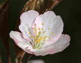 Cerasus sachalinensis. Цветок. Приморский край, окр. г. Владивосток, в широколиственном лесу. 08.05.2020.