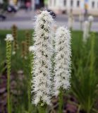 Liatris spicata. Соцветие (белоцветковый культивар). Пермский край, г. Пермь, Ленинский р-н, эспланада, клумба. 24.07.2020.