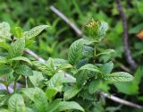 Weigela middendorffiana