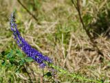 Veronica spicata подвид bashkiriensis. Доцветающее соцветие. Башкортостан, Гафурийский р-н, окр. дер. Толпарово, долина р. Зилим, нижняя часть травянистого склона скального массива Кузганак. 1 сентября 2020 г.