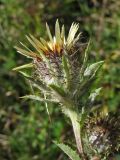 Carlina intermedia