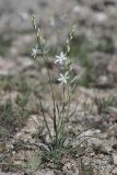 Anthericum liliago. Цветущее растение. Крым, окр. Феодосии, гора Эчкидаг, каменистая осыпь. 13.06.2021.