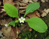 Primula vulgaris. Цветущее растение. Азербайджан, Ленкоранский р-н, Гирканский лес. 11.04.2010.