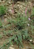 Onobrychis vaginalis. Цветущее растение на сухом склоне. Азербайджан, Исмаиллинский р-н, окр. с. Ивановка. 20.04.2010.