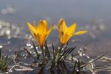 Crocus angustifolius