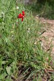 Ranunculus asiaticus