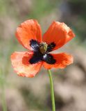 Papaver tichomirovii. Цветок. Южный берег Крыма, окр. пос. Краснокаменка, сорное на винограднике. 17 мая 2022 г.