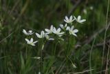 Cerastium bungeanum