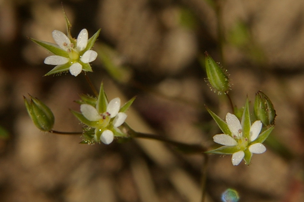 Изображение особи Minuartia pseudohybrida.