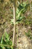 Cirsium laniflorum