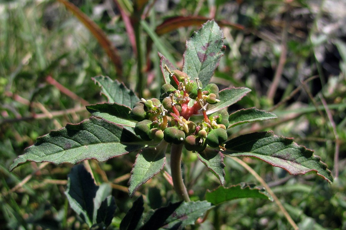 Image of Euphorbia davidii specimen.