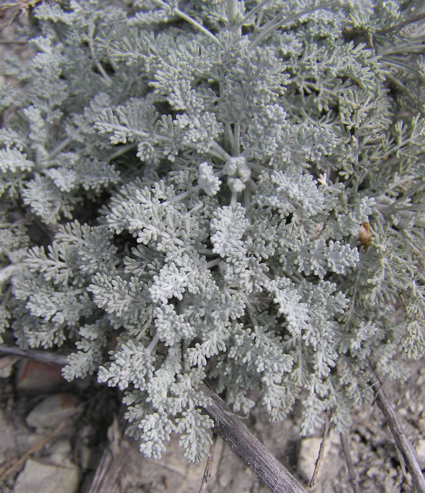 Изображение особи Artemisia lercheana.