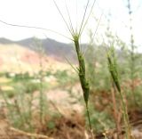 Aegilops triuncialis. Соплодие. Туркменистан, хр. Кугитанг. Июнь 2012 г.