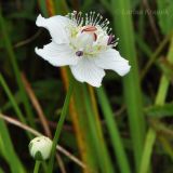 Parnassia palustris