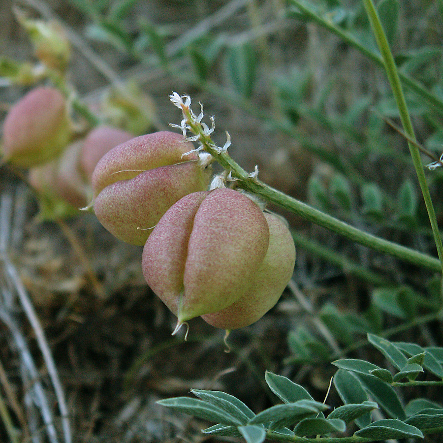 Изображение особи Astragalus physodes.