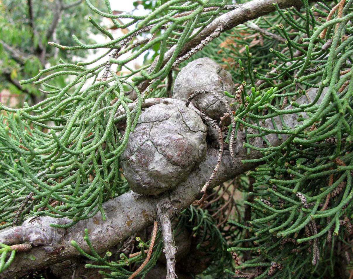 Изображение особи Cupressus sempervirens.