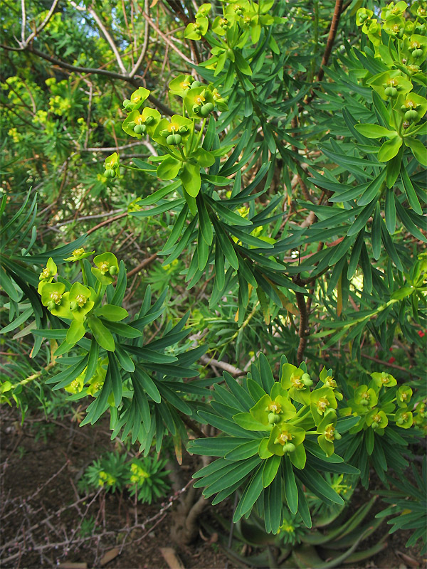 Изображение особи Euphorbia dendroides.