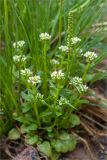 Cochlearia arctica. Цветущее растение (в центре куртинки - генеративный побег Triglochin maritimum). Карелия, Лоухский р-н, окр. пос. Чкаловский, Белое море, о. Чернышёв. 15.06.2013.