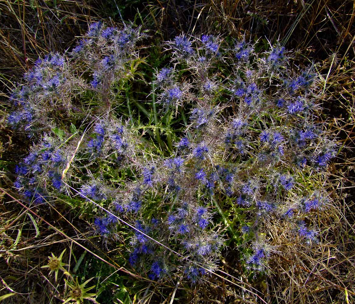 Image of Cardopatium corymbosum specimen.