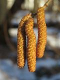 Corylus avellana. Мужские соцветия перед началом цветения. Курск, ур. Знаменская роща, широколиственный лес. 25.02.2014.