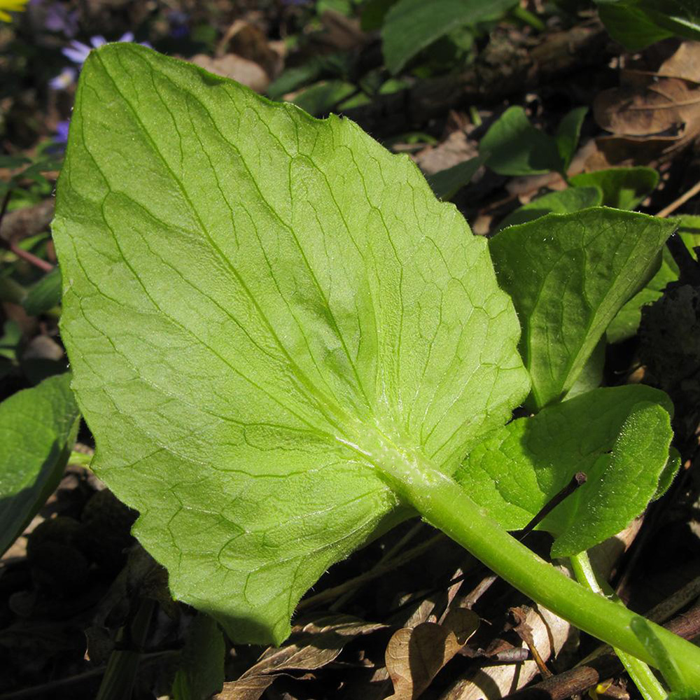 Изображение особи Doronicum orientale.