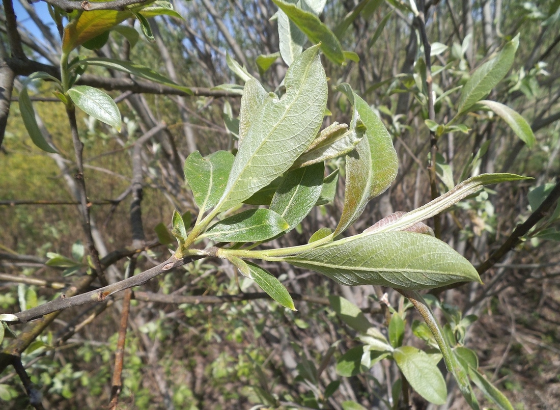 Изображение особи Salix &times; reichardtii.