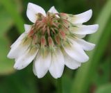 Trifolium repens. Соцветие. Адыгея, Лагонаки, Глубокая балка, 1600 м н.у.м. 12.07.2014.