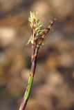 Carex digitata