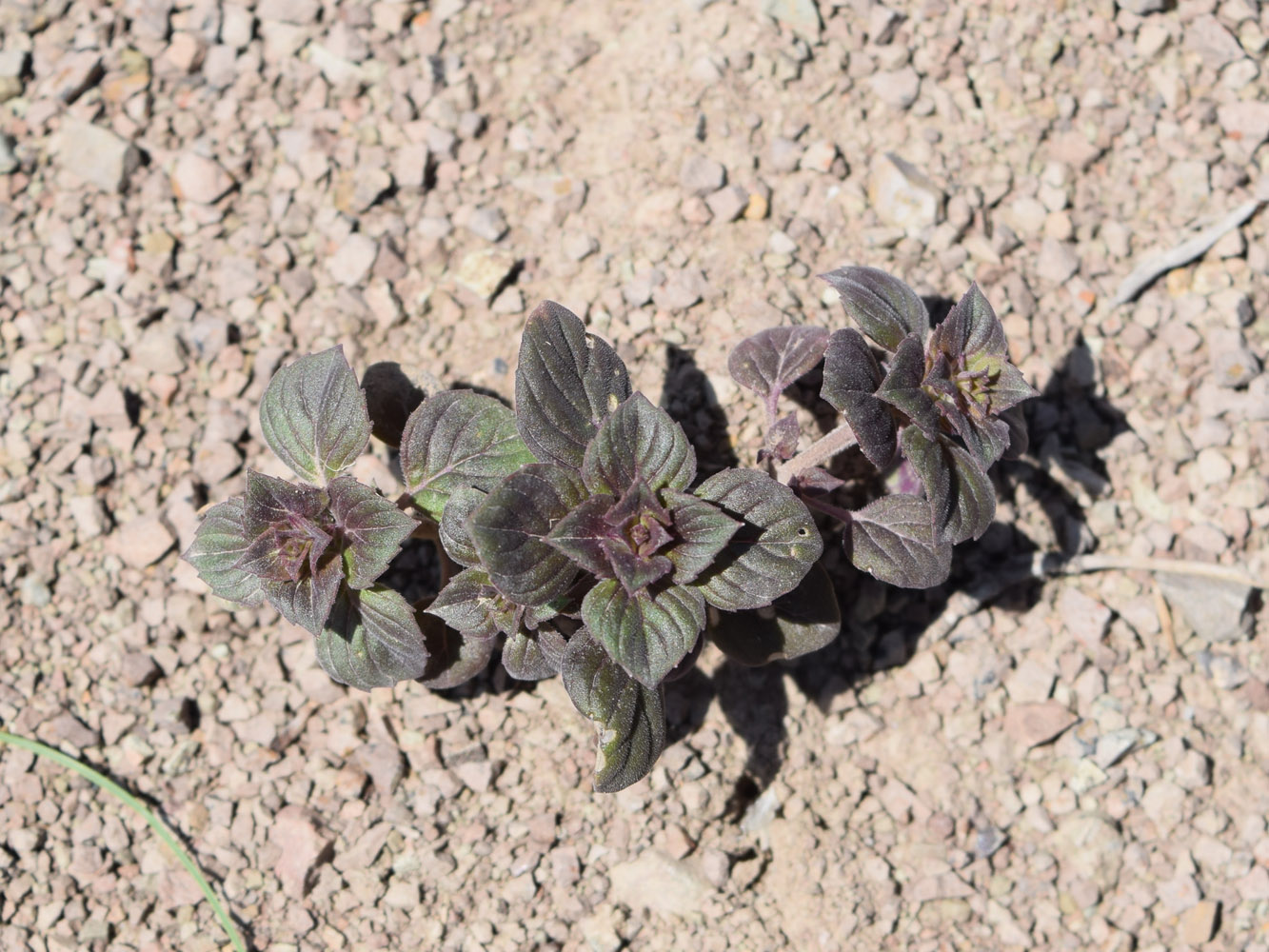 Изображение особи Ziziphora rotundifolia.