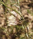 Astragalus karkarensis. Часть стебля с соцветием. Кыргызстан, Нарынская обл., левый берег долины р. Нарын, долина руч. Бурган-Суу. 05.06.2015.