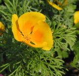 Eschscholzia californica