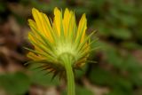 Doronicum orientale