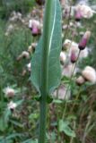 Sonchus подвид uliginosus