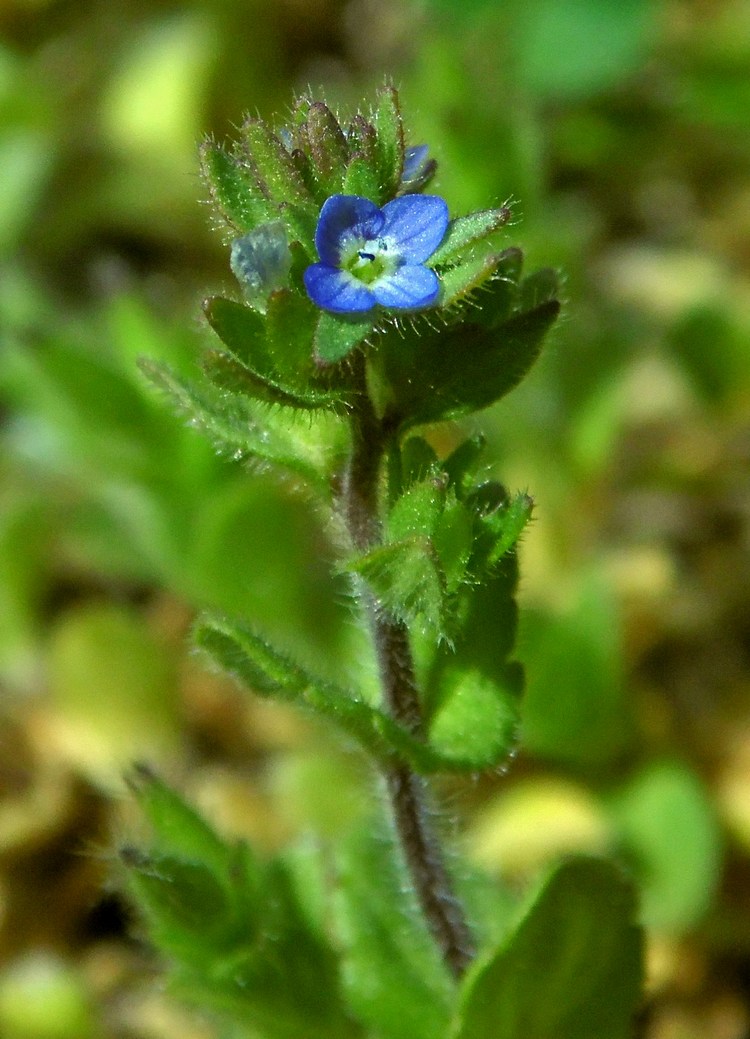 Изображение особи Veronica arvensis.