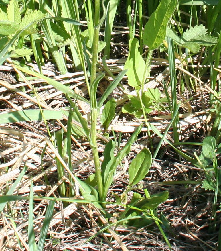 Изображение особи Tephroseris integrifolia.