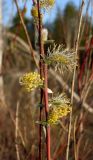 Salix rosmarinifolia. Часть побега с мужскими соцветиями. Ростовская обл., Нижне-Кундруческий заказник, окр. станицы Нижне-Кундрюченская, обочина лесной дороги. 09.04.2016.