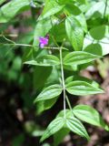 Lathyrus vernus. Верхушка цветушего растения. Беларусь, Минский р-н, остановочный пункт Зелёное, светлая часть леса. 22.05.2016.