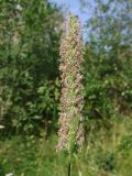 Phleum pratense. Соцветие. Мурманск, мкр-н Росляково, заросший рудеральный пустырь. 16.07.2016.