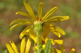 Senecio argunensis. Верхушка побега с соцветием-корзинкой. Приморский край, Шкотовский р-н, пос. Подъяпольск, склон, переходящий в овраг. 25.09.2016.