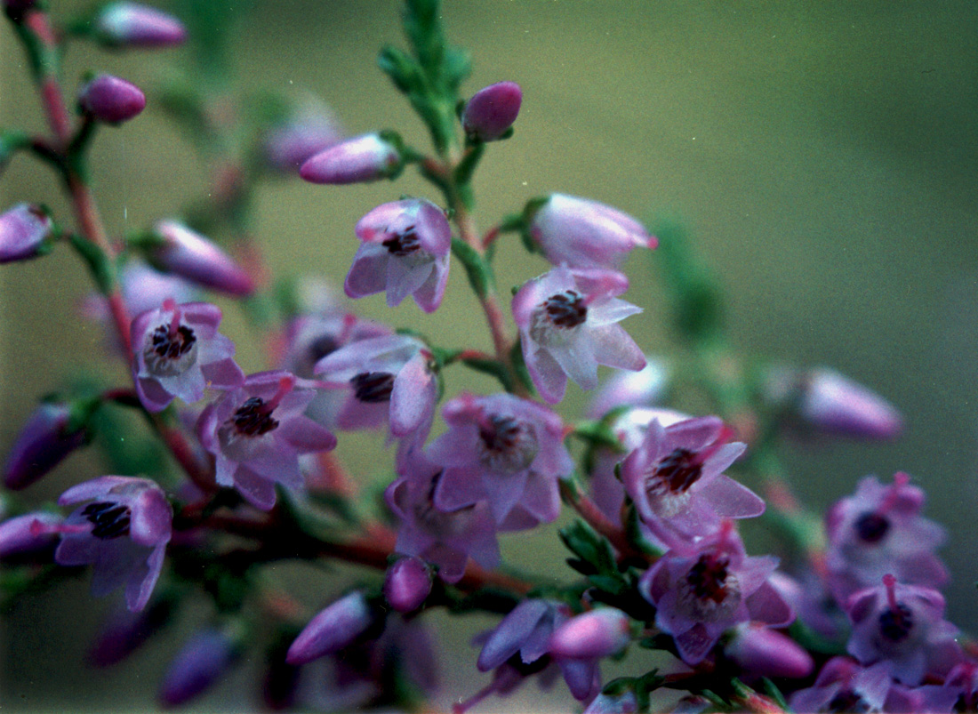 Изображение особи Calluna vulgaris.