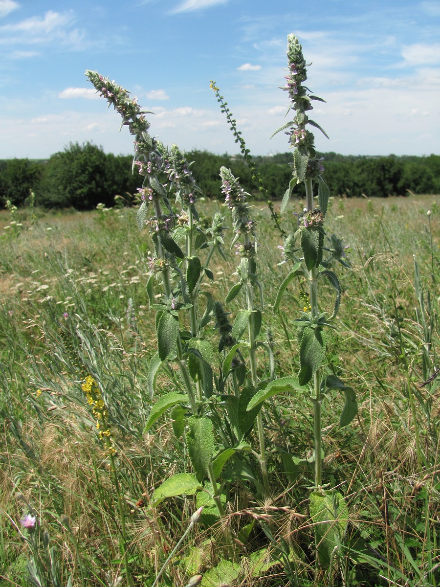 Изображение особи Stachys germanica.