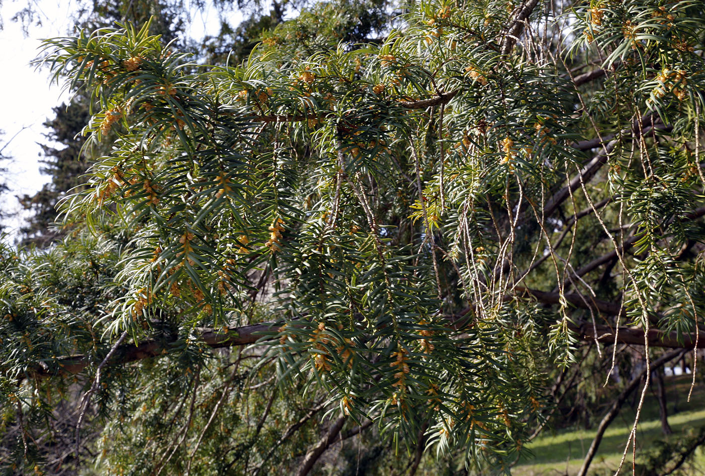 Изображение особи Taxus baccata.