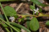 Trianthema portulacastrum