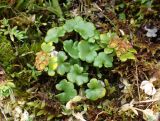 Chrysosplenium wrightii