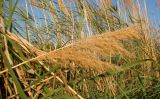 Calamagrostis pseudophragmites