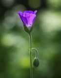 Geranium sylvaticum. Цветок и бутон. Пермский край, г. Пермь, Свердловский р-н, кладбище \"Южное\", тополиная роща. 16.06.2017.