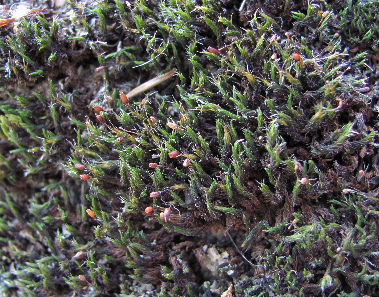 Изображение особи род Grimmia.