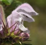 Lamium barbatum