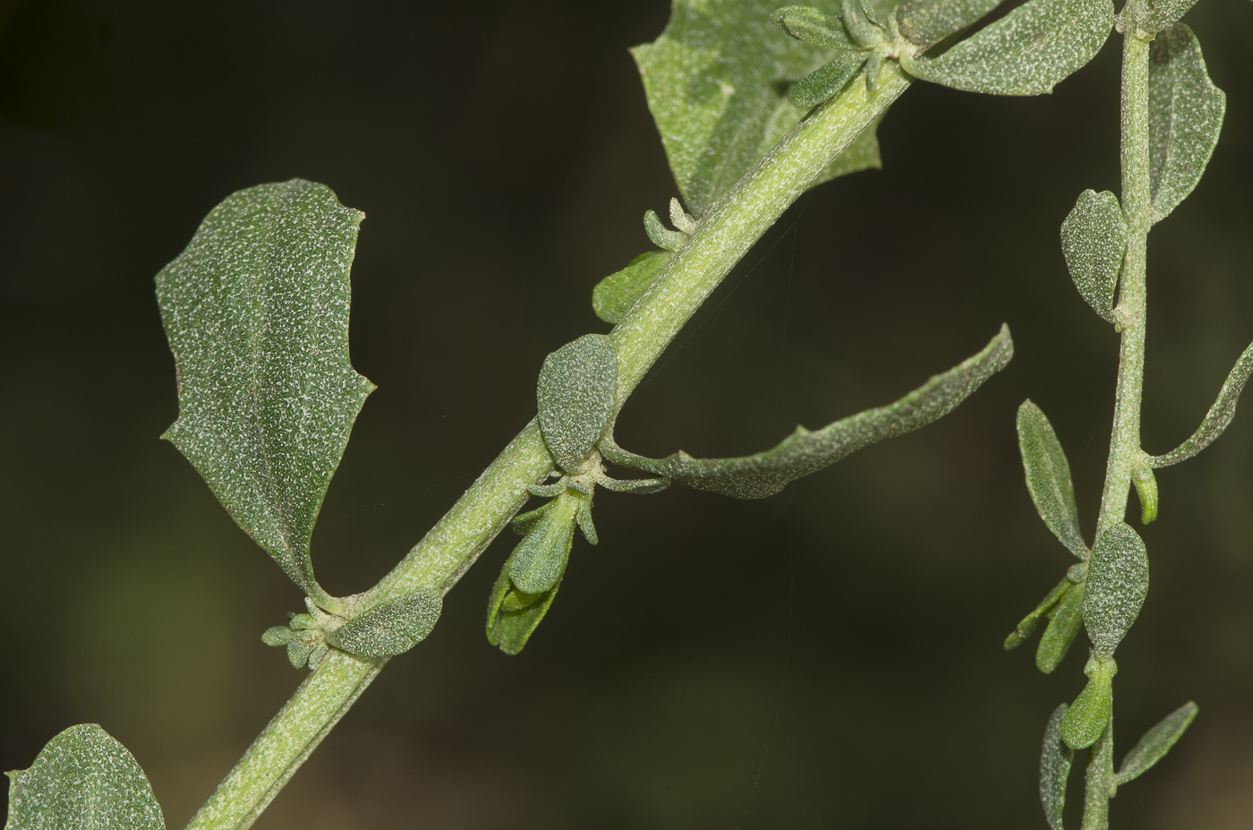 Изображение особи Baccharis pilularis.