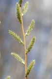 Salix cinerea